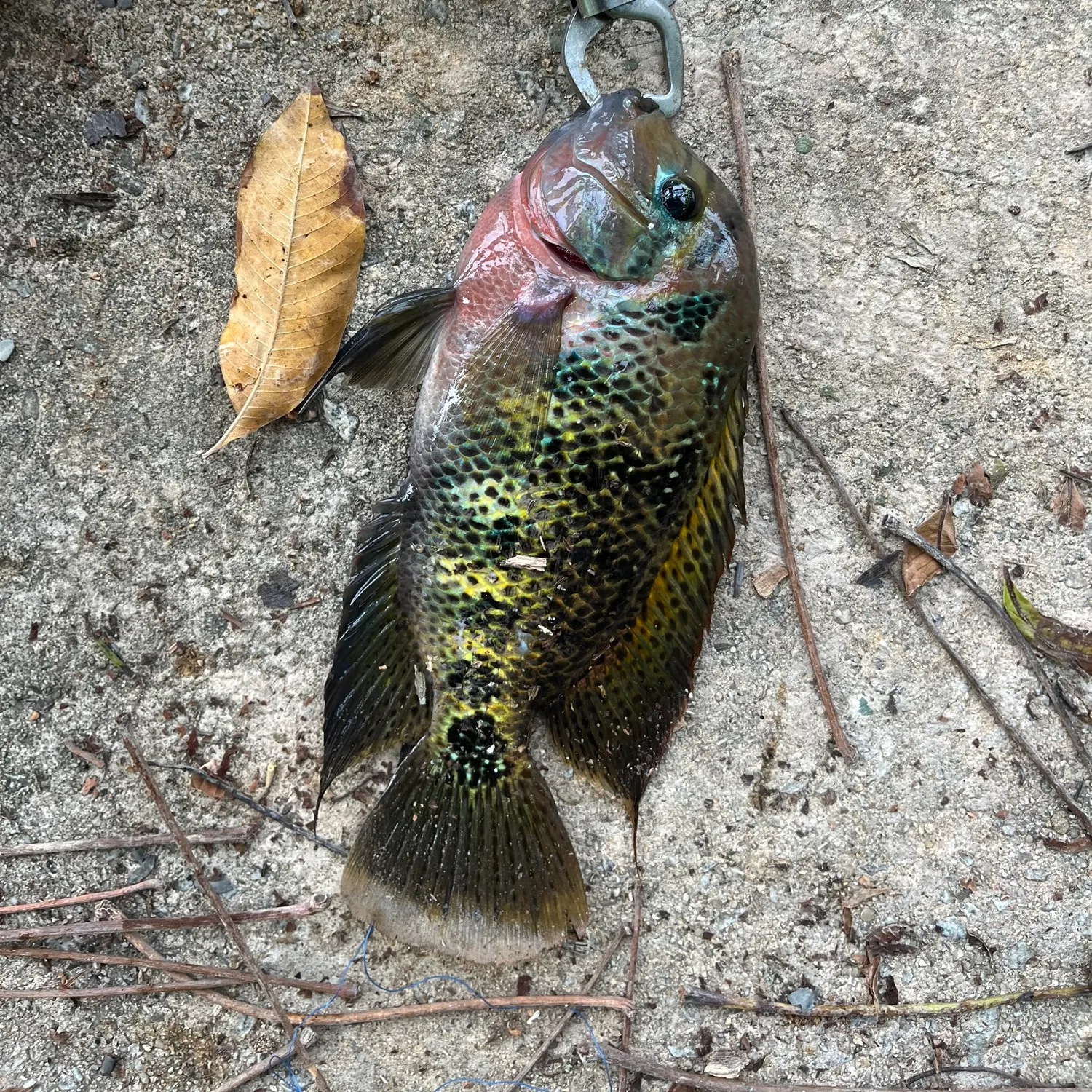 The most recent Redbelly tilapia catches on Fishbrain