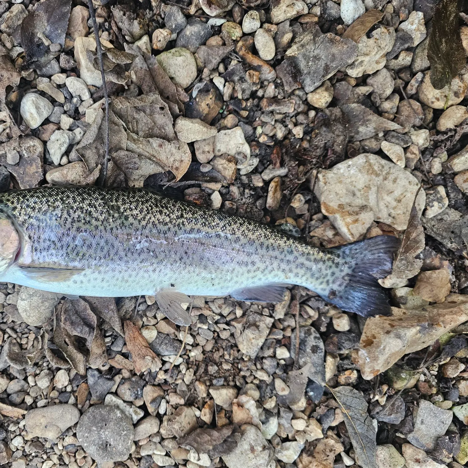 Rainbow trout caught on Fishbrain