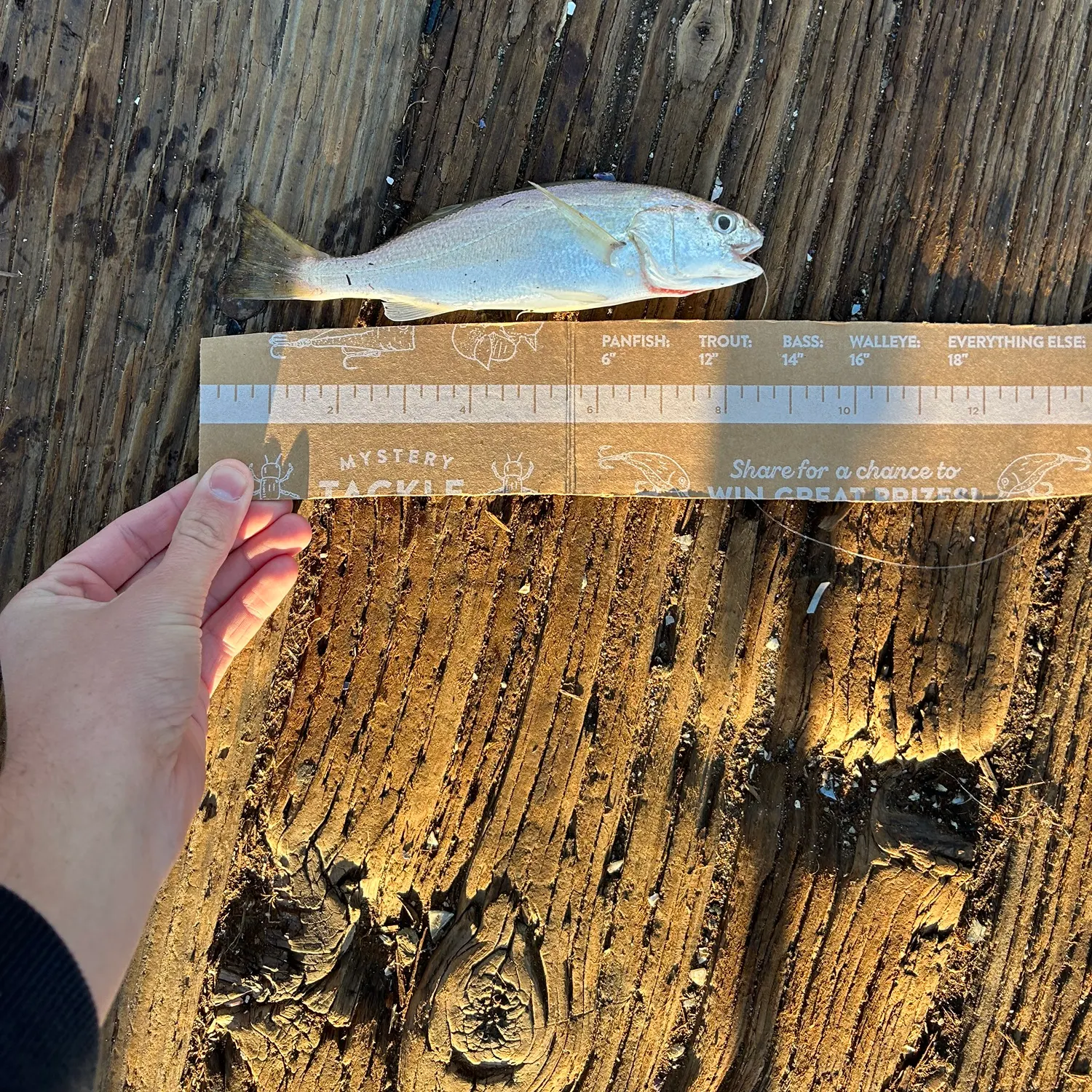 The most recent White croaker catches on Fishbrain