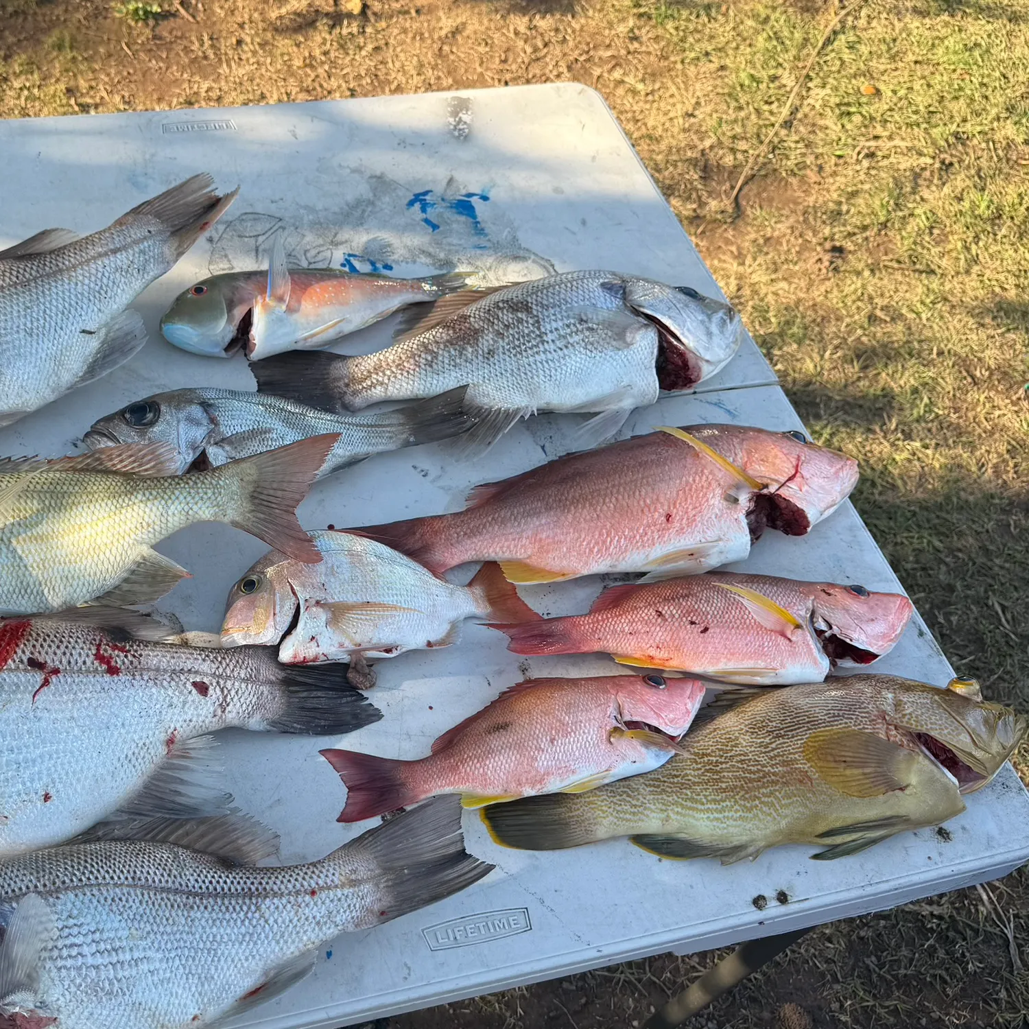 The most recent Pearl perch catches on Fishbrain
