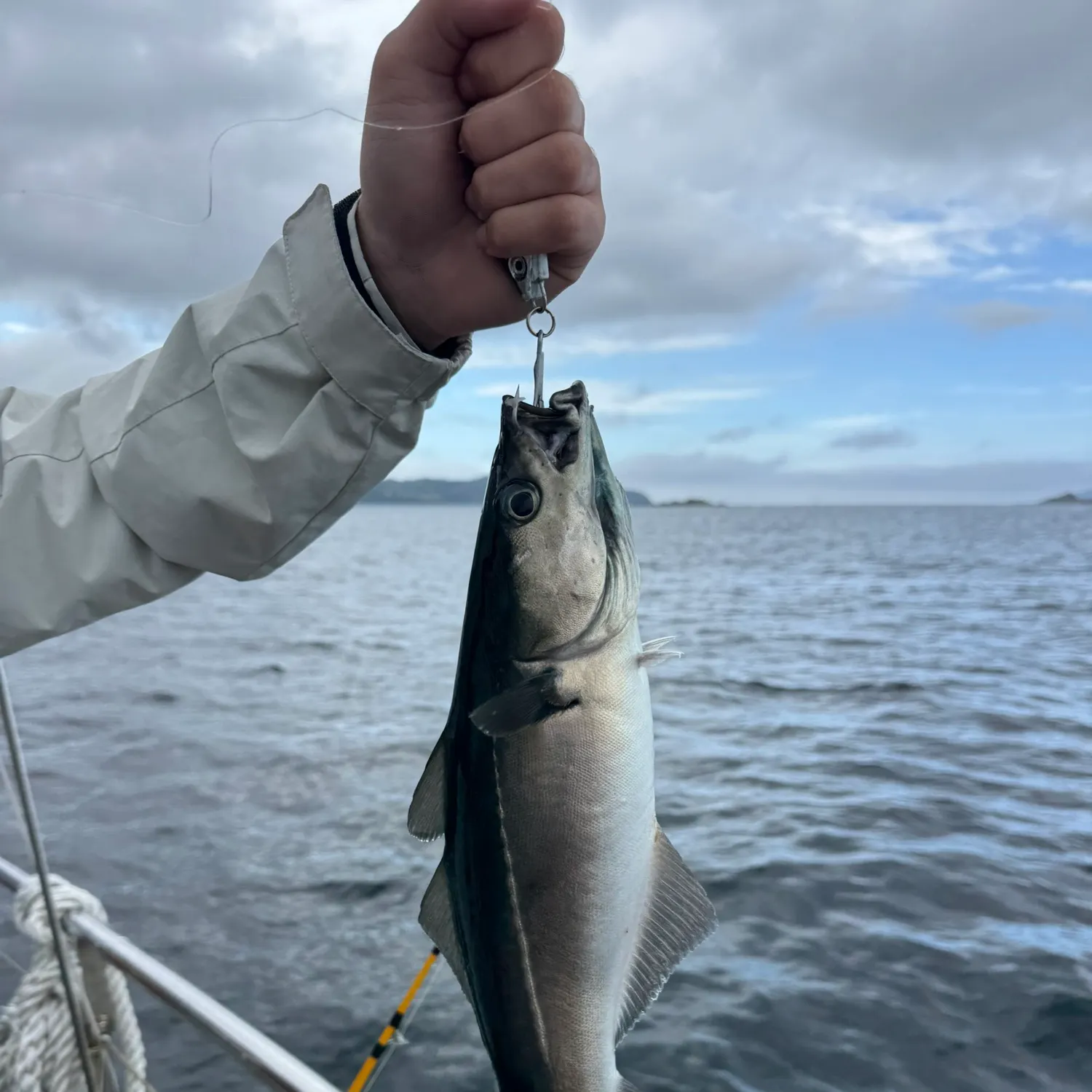 The most recent Atlantic pollock catches on Fishbrain