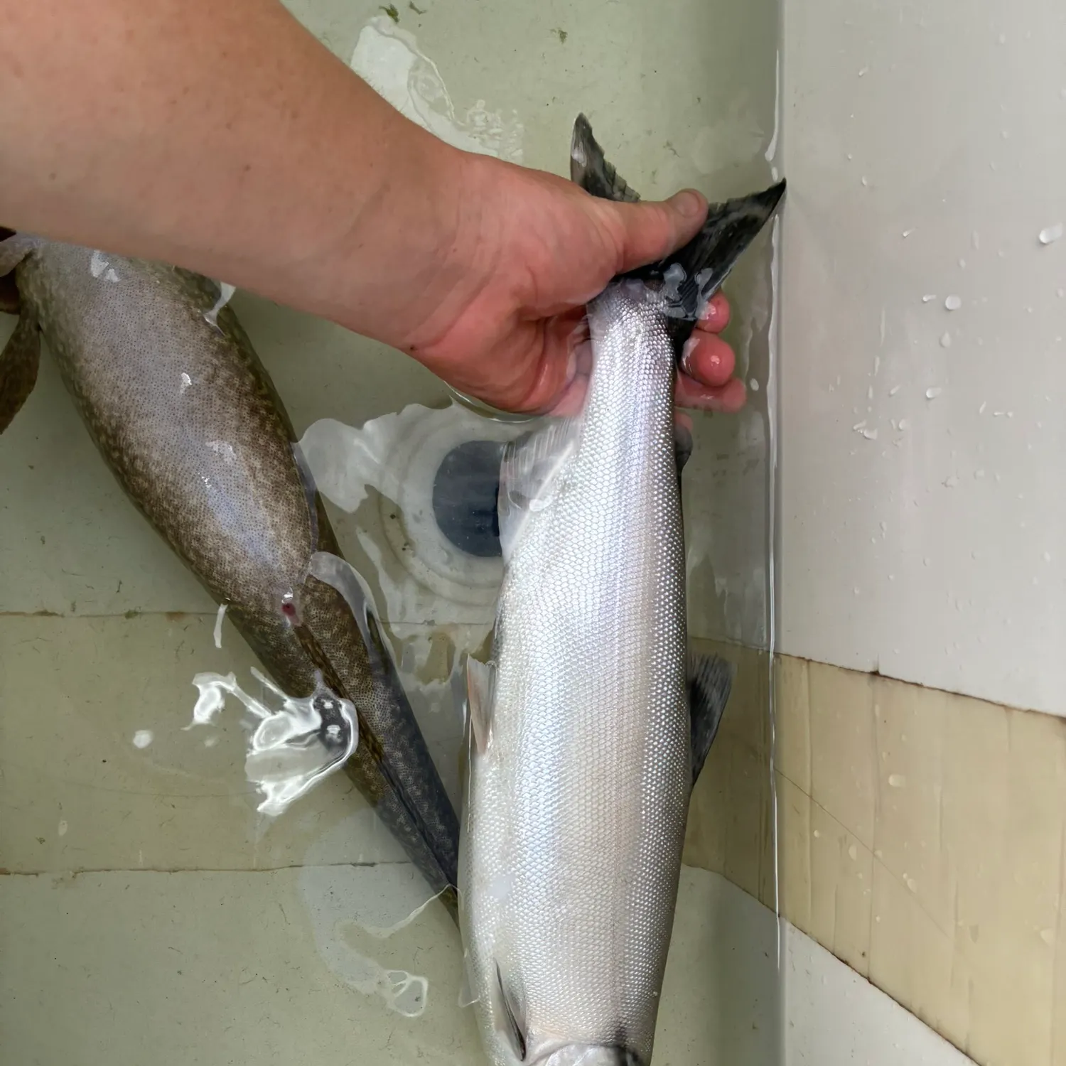 The most recent Kokanee salmon catches on Fishbrain
