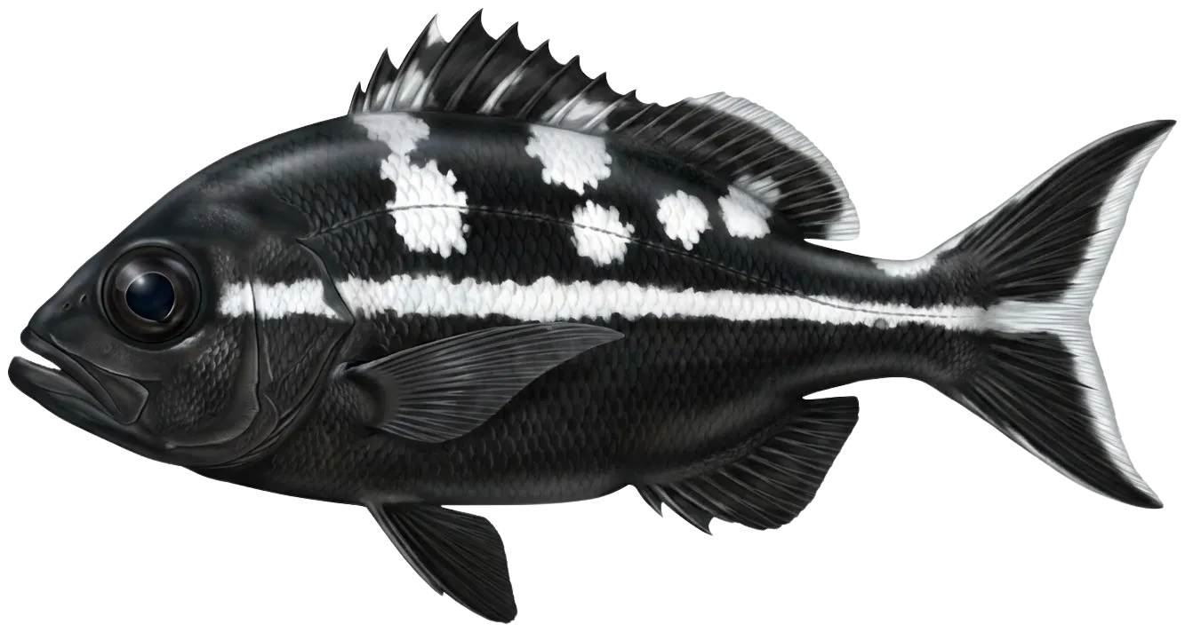 Black and white snapper