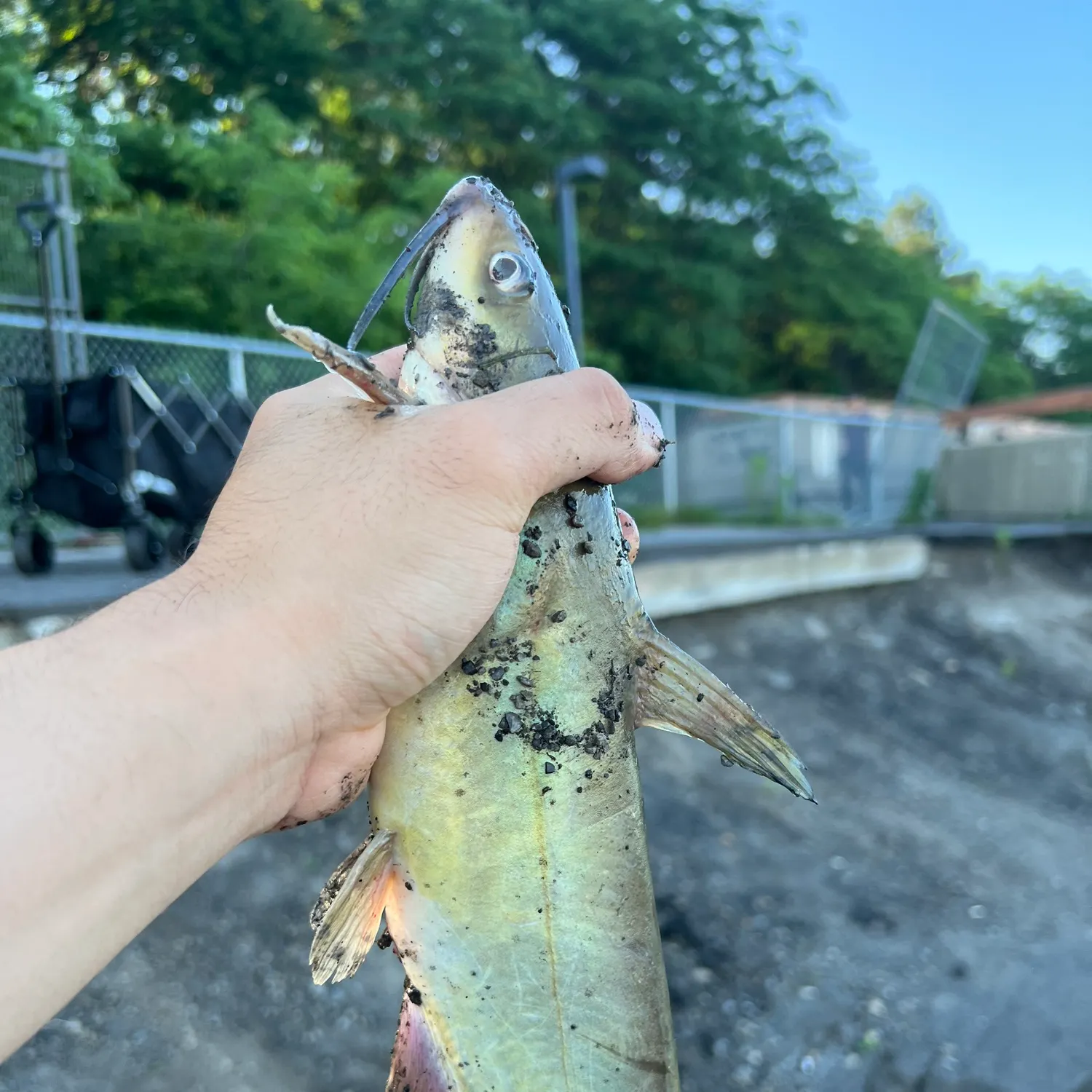 catch