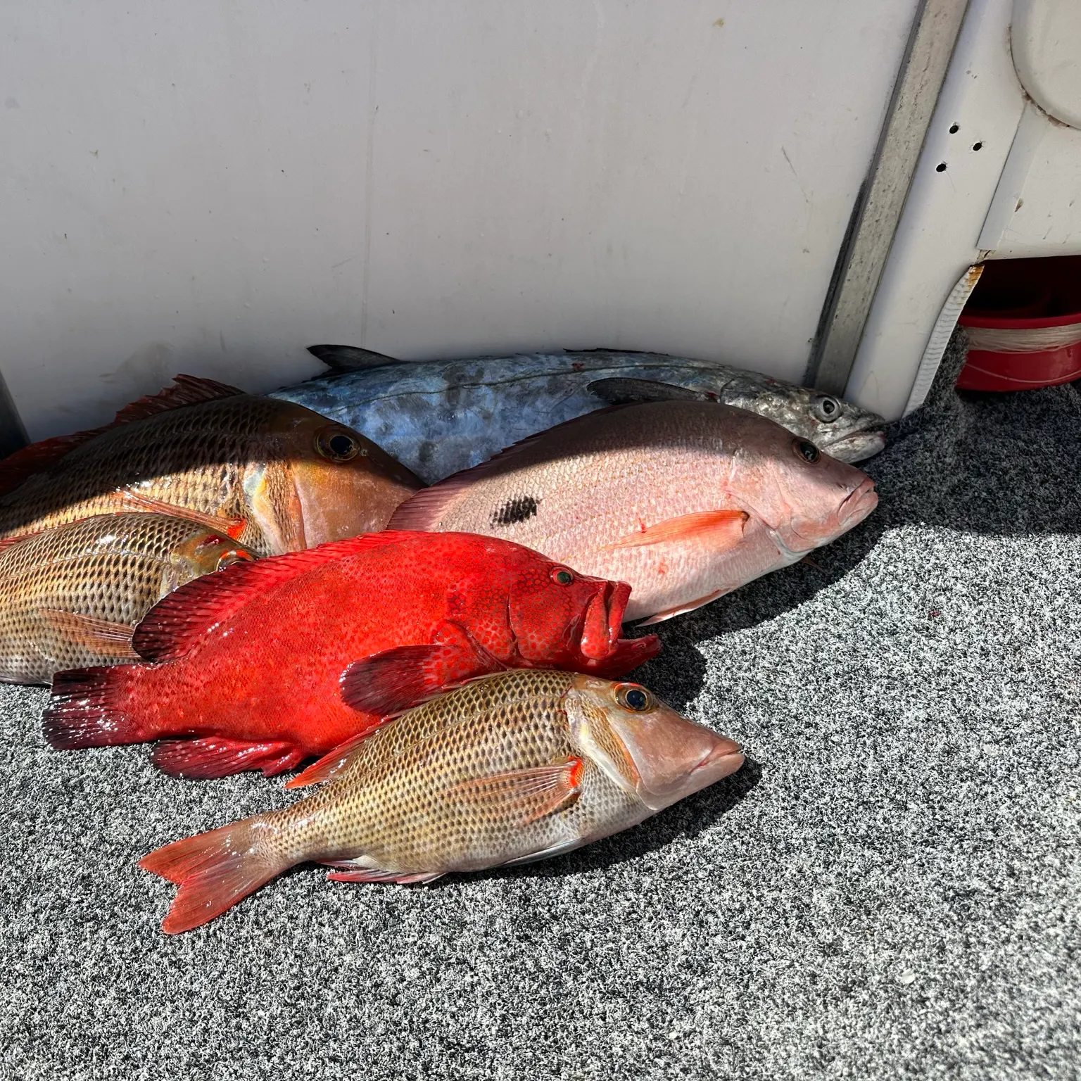 The most recent Leopard coralgrouper catches on Fishbrain