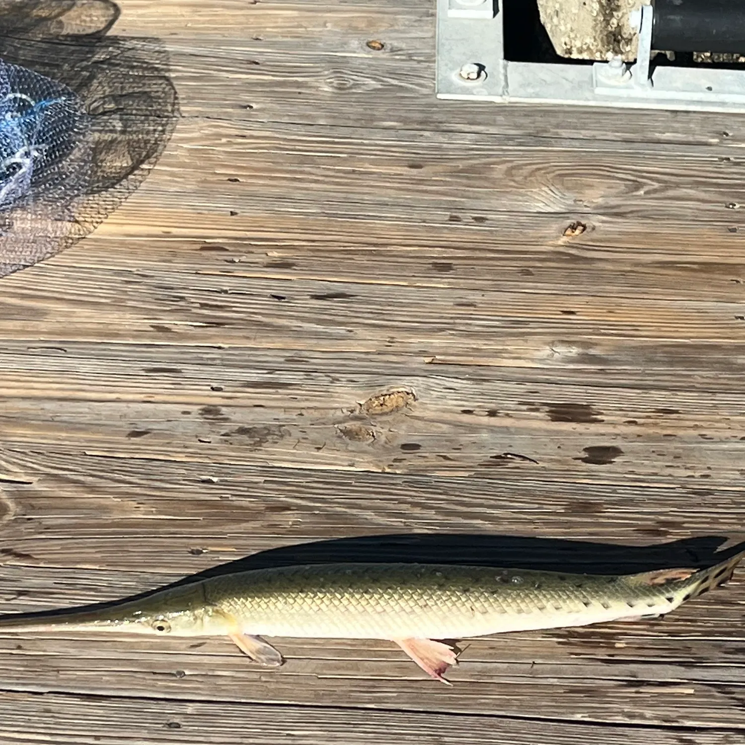 Longnose gar caught on Fishbrain