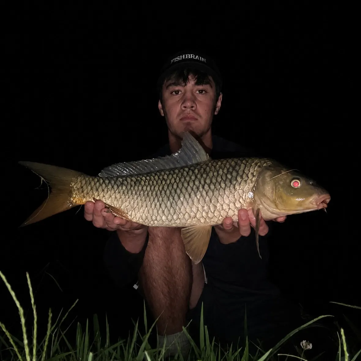 Common carp caught on Fishbrain