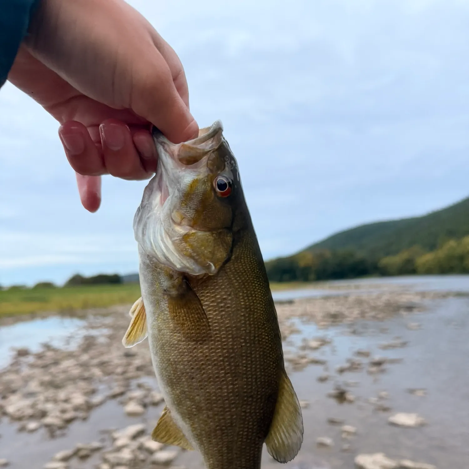 Smallmouth bass caught on Fishbrain