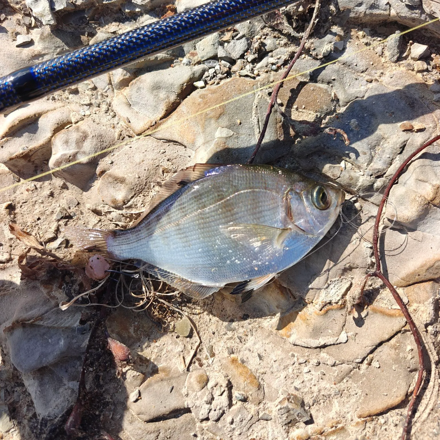 The most recent Walleye surfperch catches on Fishbrain