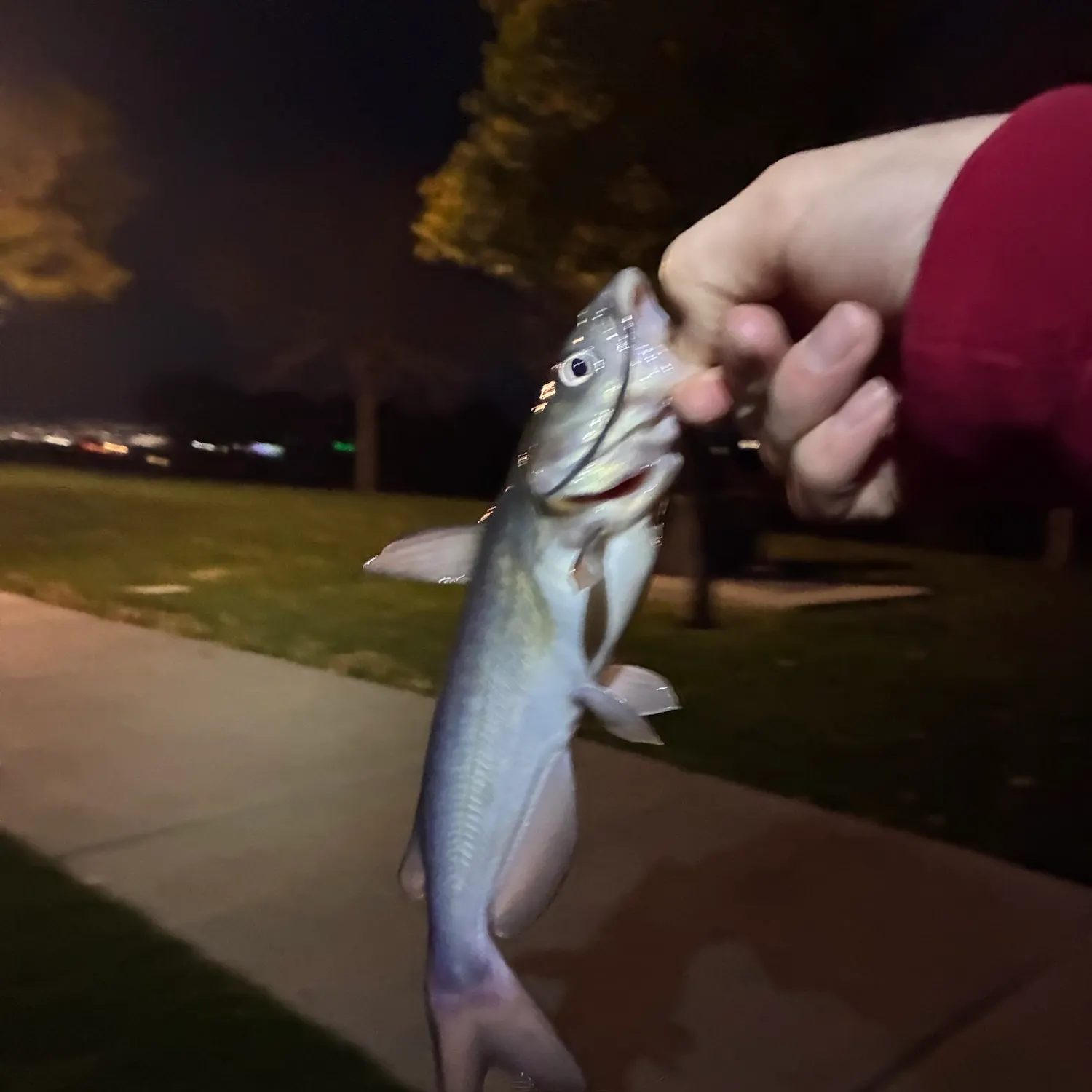 Channel catfish caught on Fishbrain