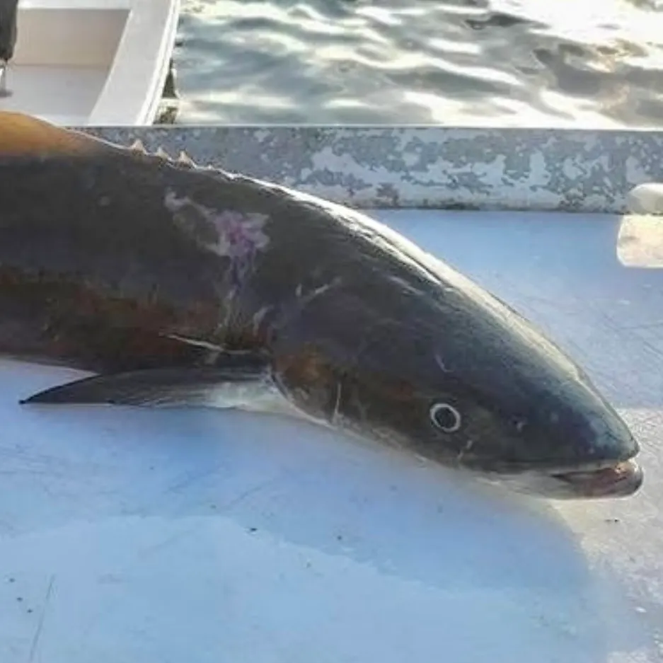 The most recent Cobia catches on Fishbrain