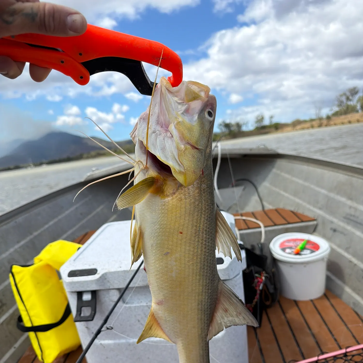 King threadfin caught on Fishbrain