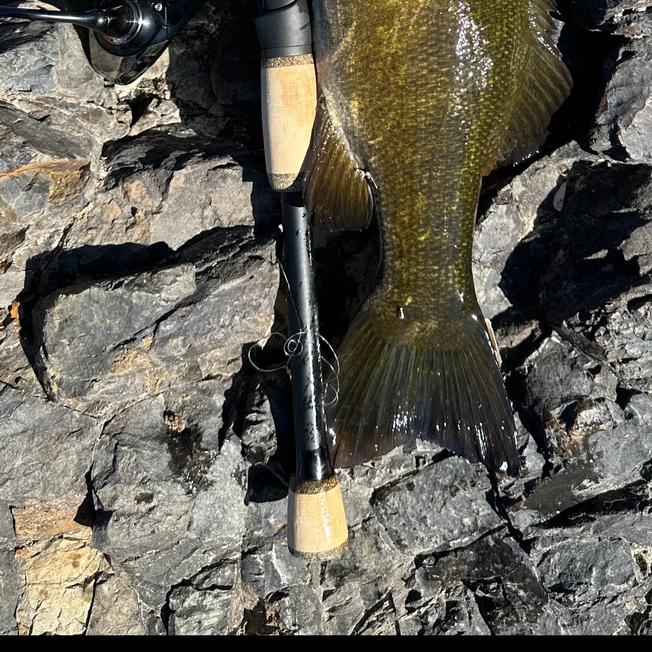 The most recent Smallmouth bass catches on Fishbrain