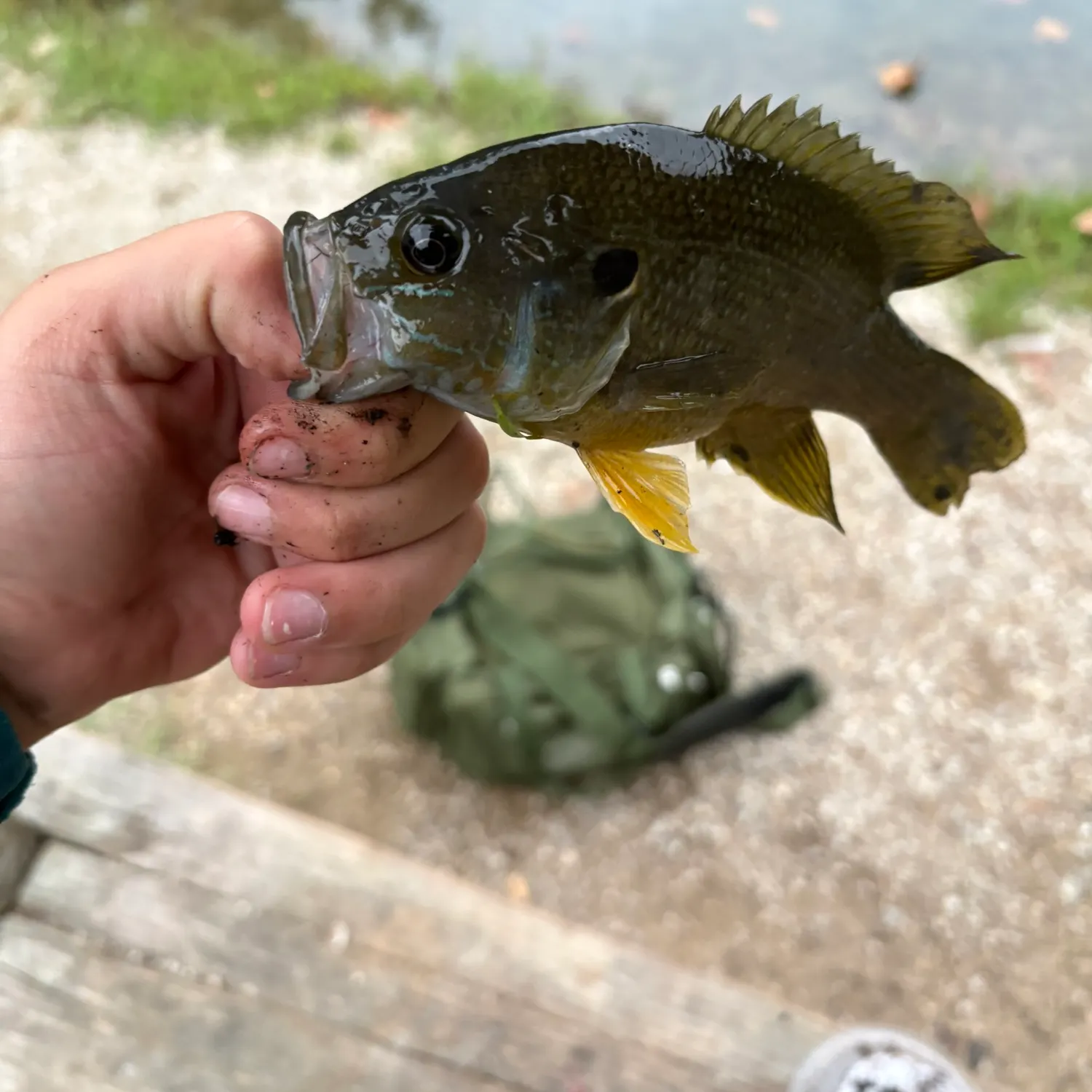 Fish caught on Fishbrain