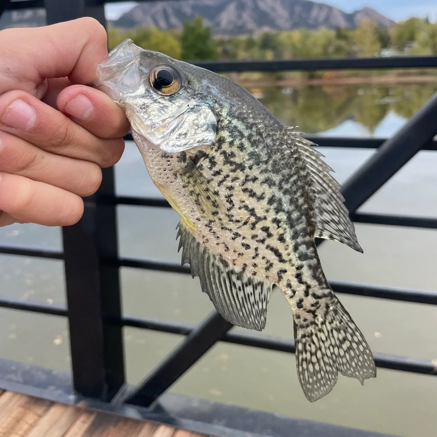 Black crappie caught on Fishbrain