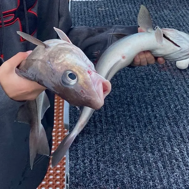 most liked catch image