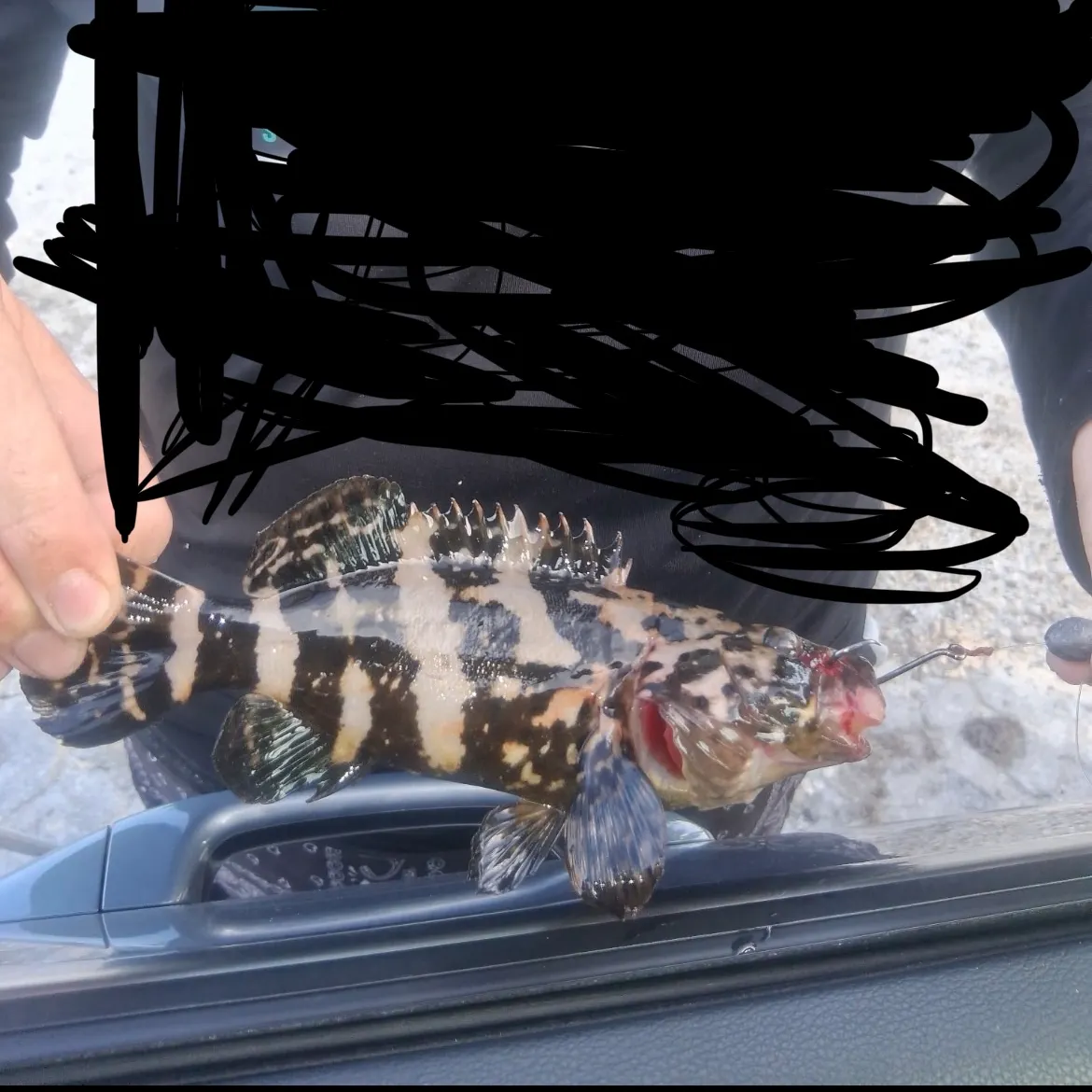 Atlantic goliath grouper caught on Fishbrain