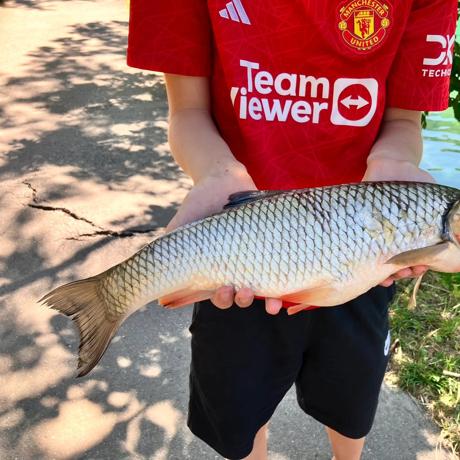 European chub caught on Fishbrain