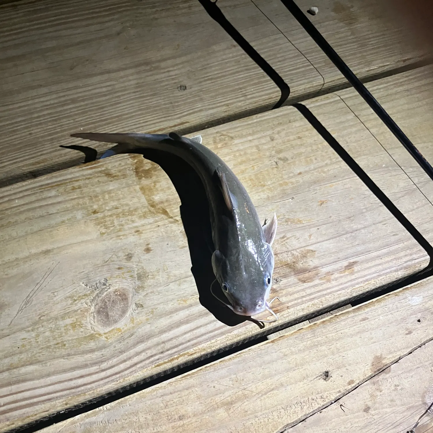 Hardhead sea catfish caught on Fishbrain
