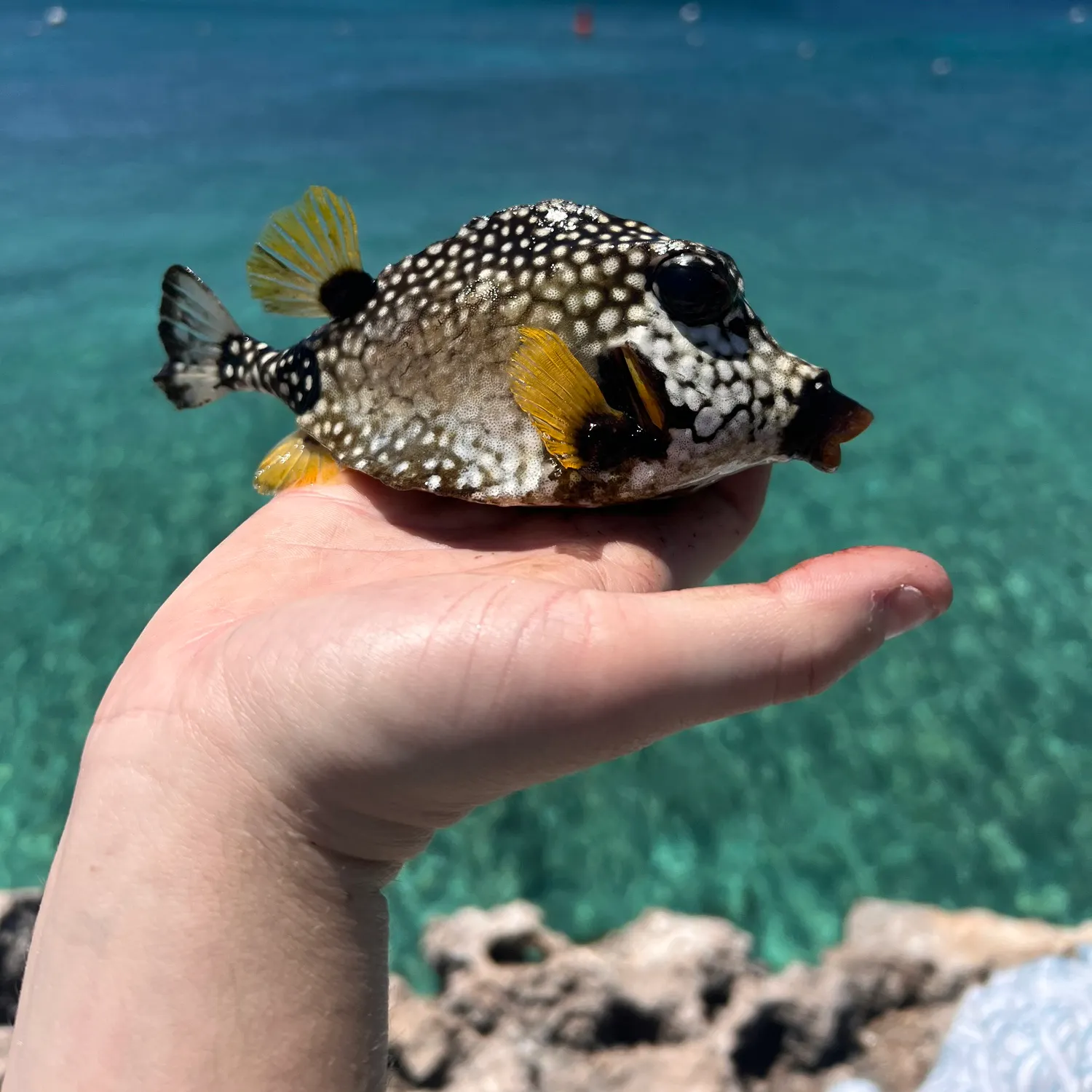 The most popular recent Smooth trunkfish catch on Fishbrain