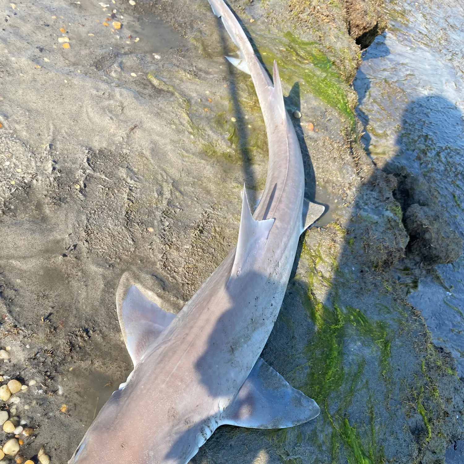 The most recent Northern spiny dogfish catches on Fishbrain
