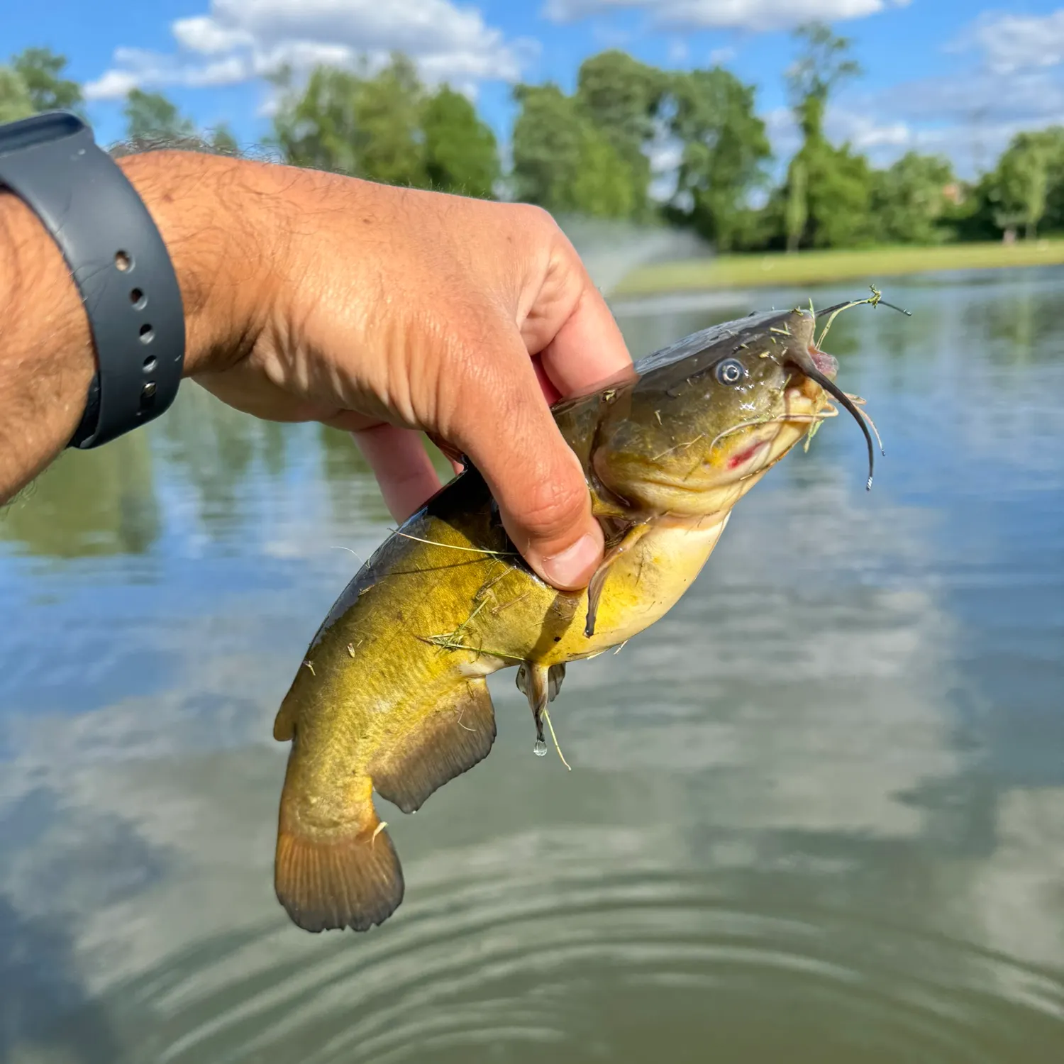 catch