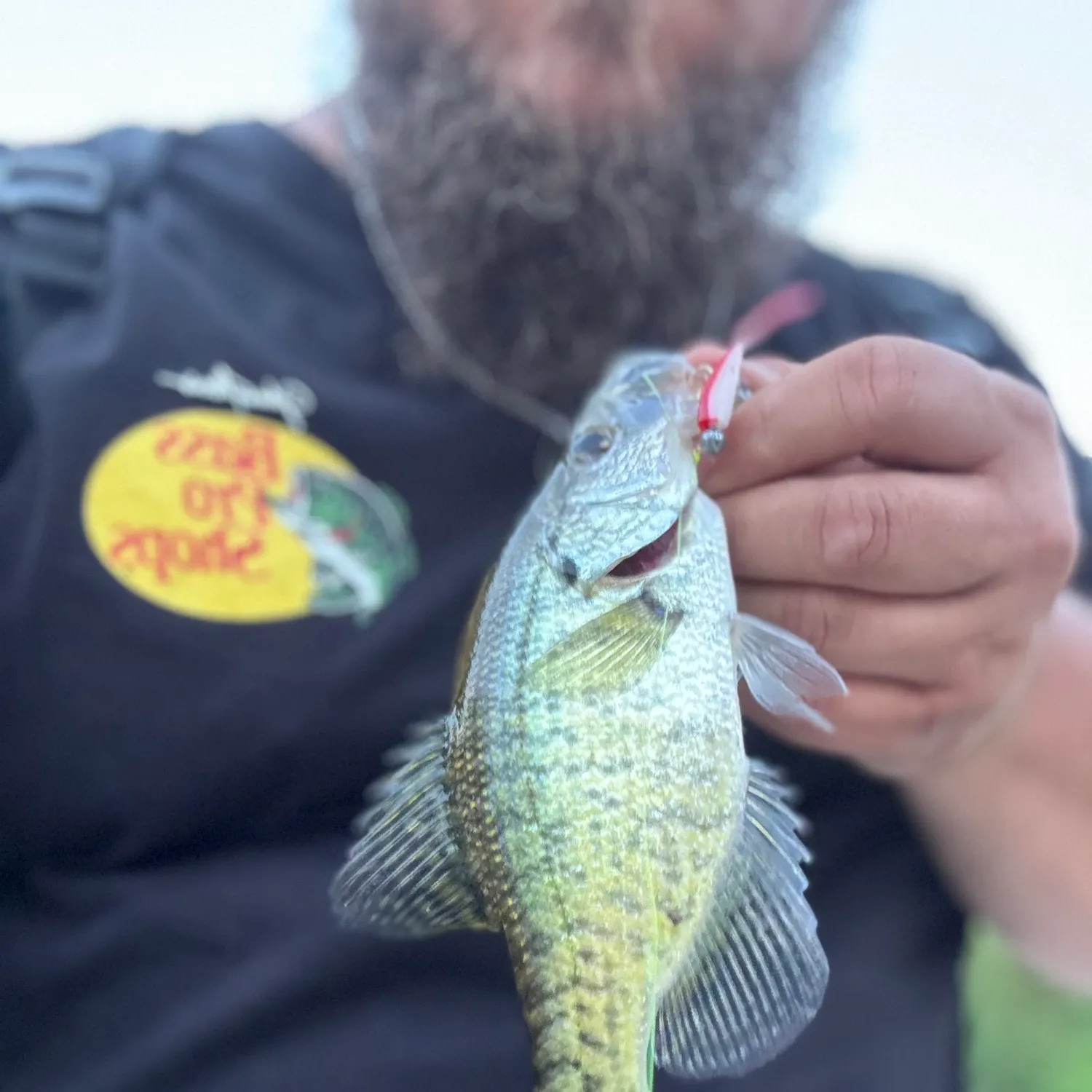 White crappie caught on Fishbrain