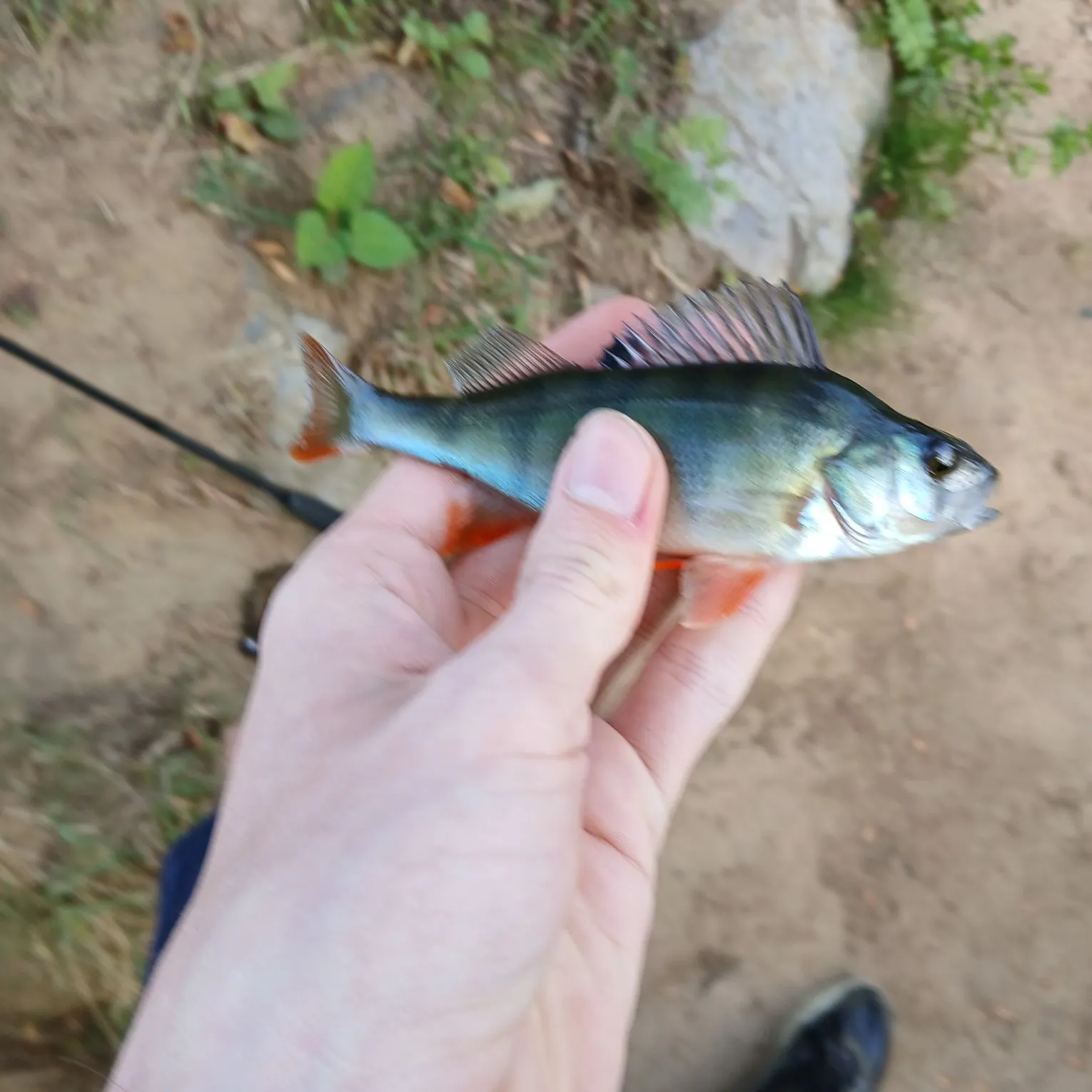 European perch caught on Fishbrain