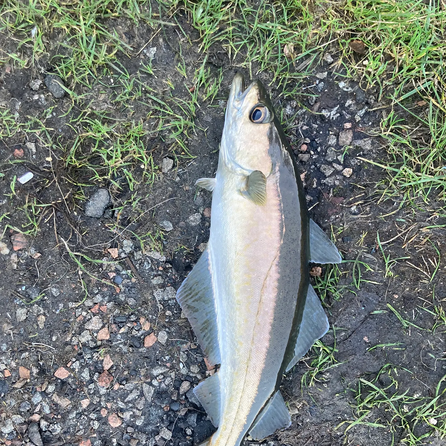 The most recent Pollack catches on Fishbrain