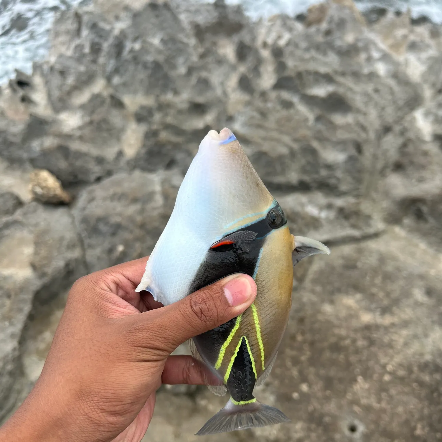The most recent Wedge-tail triggerfish catches on Fishbrain