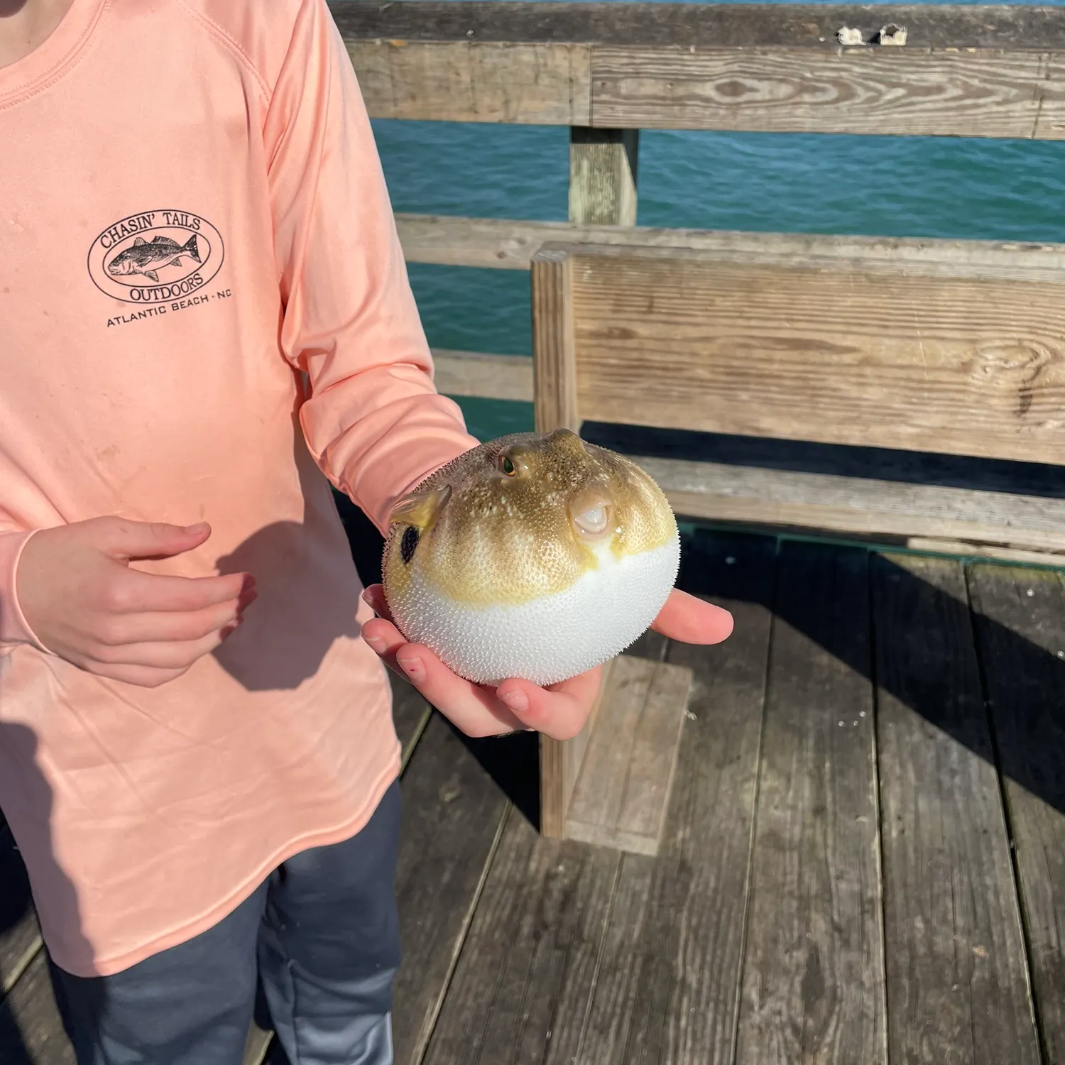 The most recent Northern puffer catches on Fishbrain