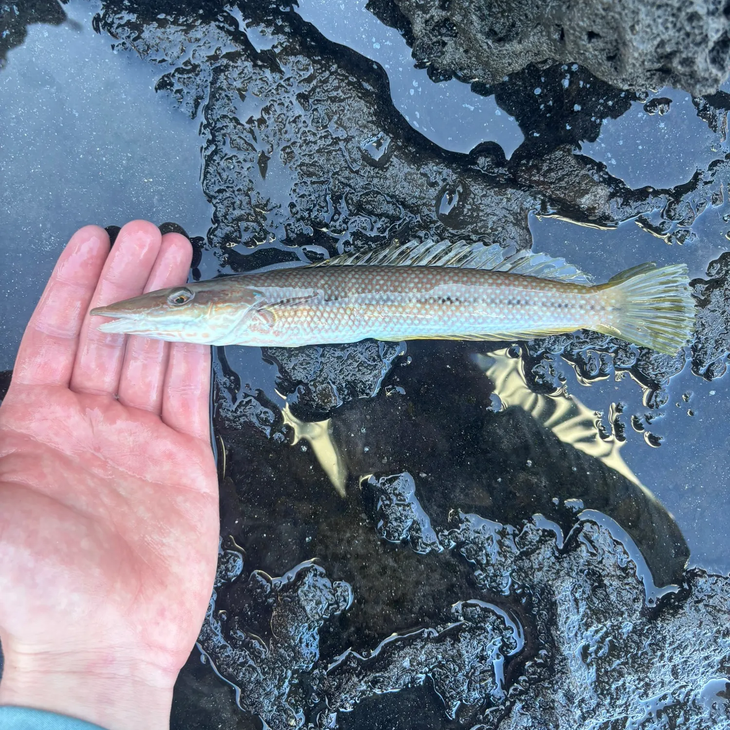 The most recent Cigar wrasse catches on Fishbrain