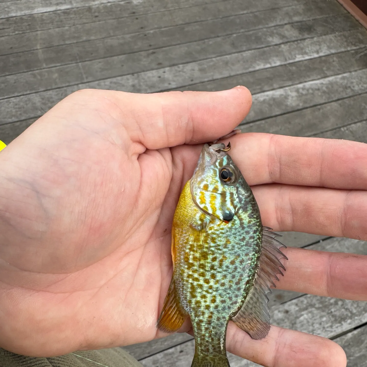 Pumpkinseed caught on Fishbrain