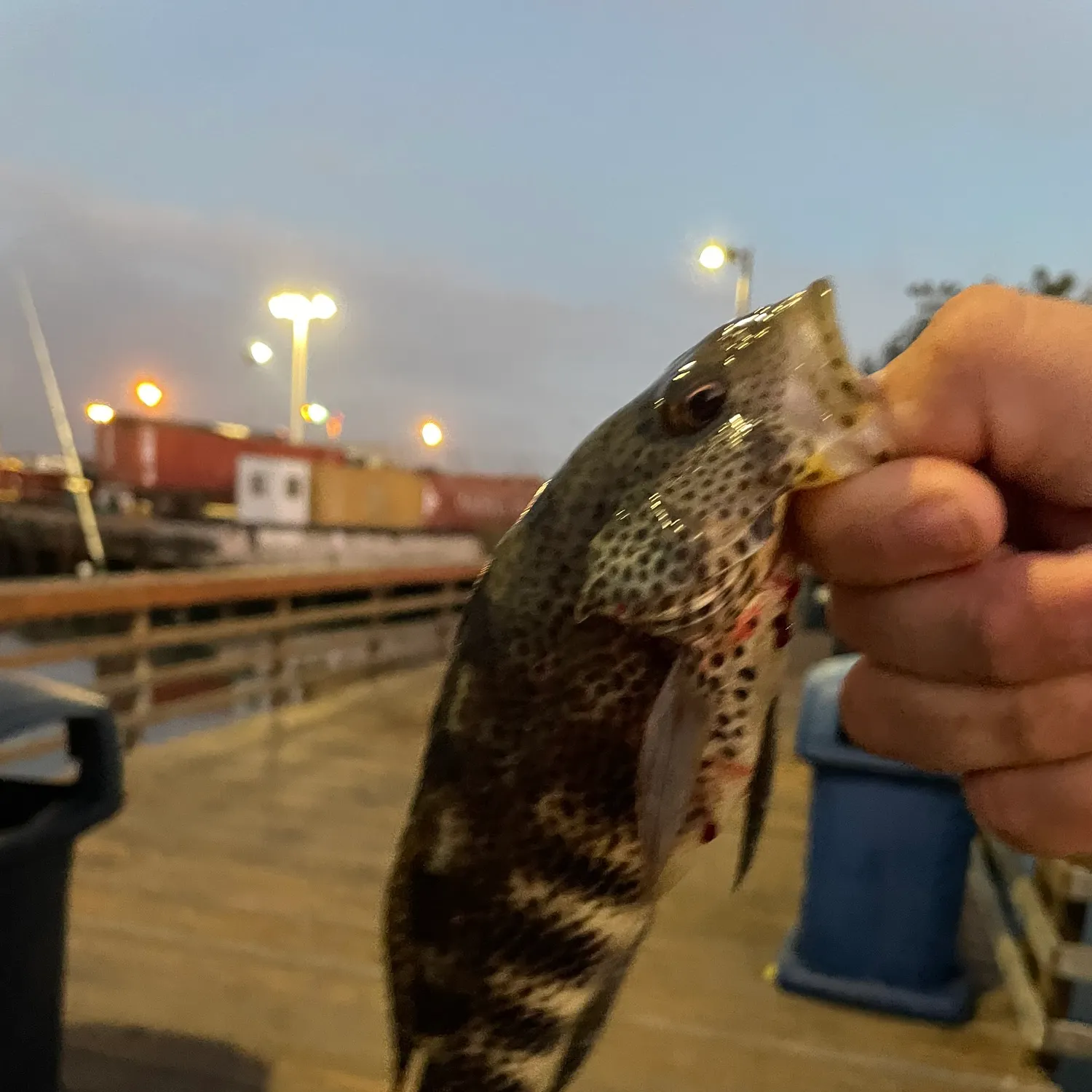 Spotted sand bass caught on Fishbrain