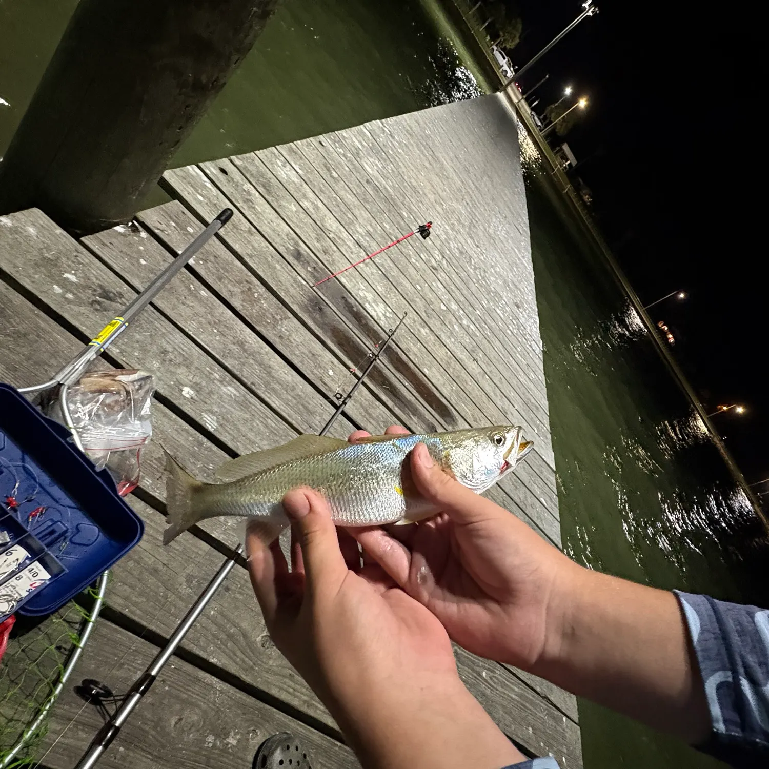 Sand seatrout caught on Fishbrain