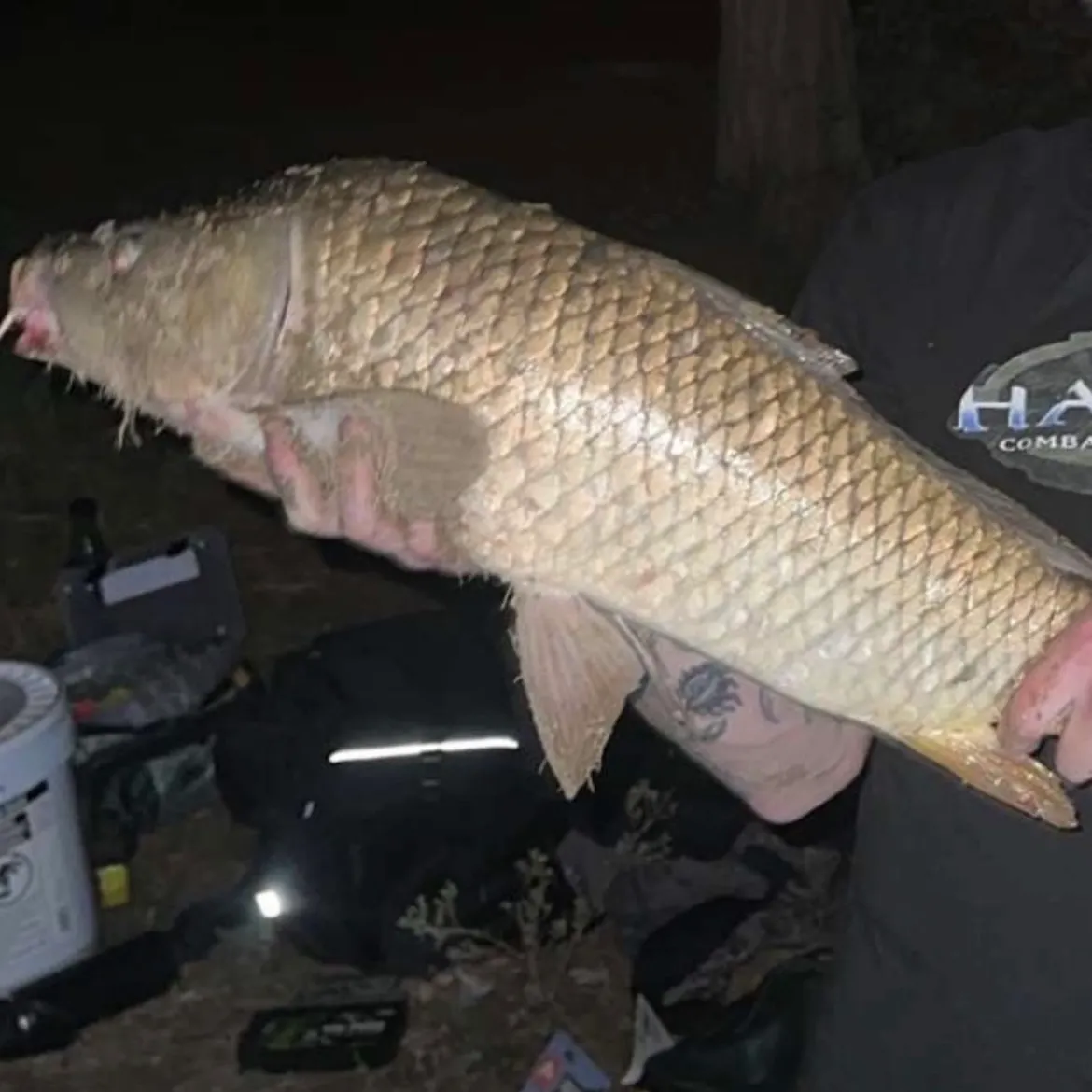 Common carp caught on Fishbrain