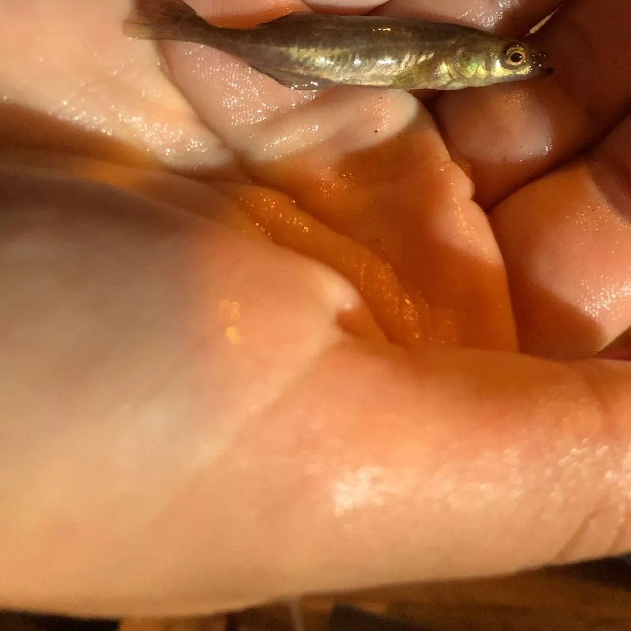 The most recent Brook stickleback catches on Fishbrain