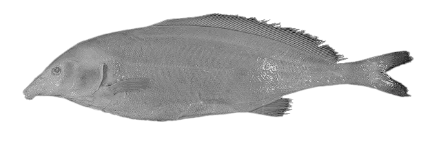 Eastern bottlenose mormyrid