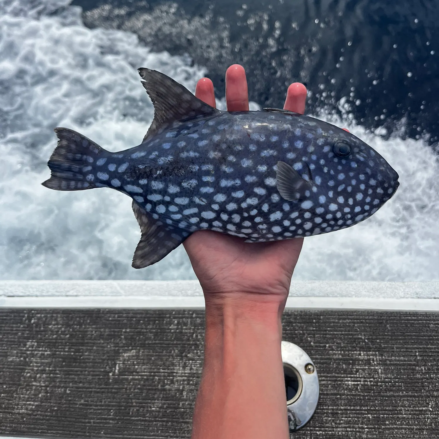 The most recent Rough triggerfish catches on Fishbrain