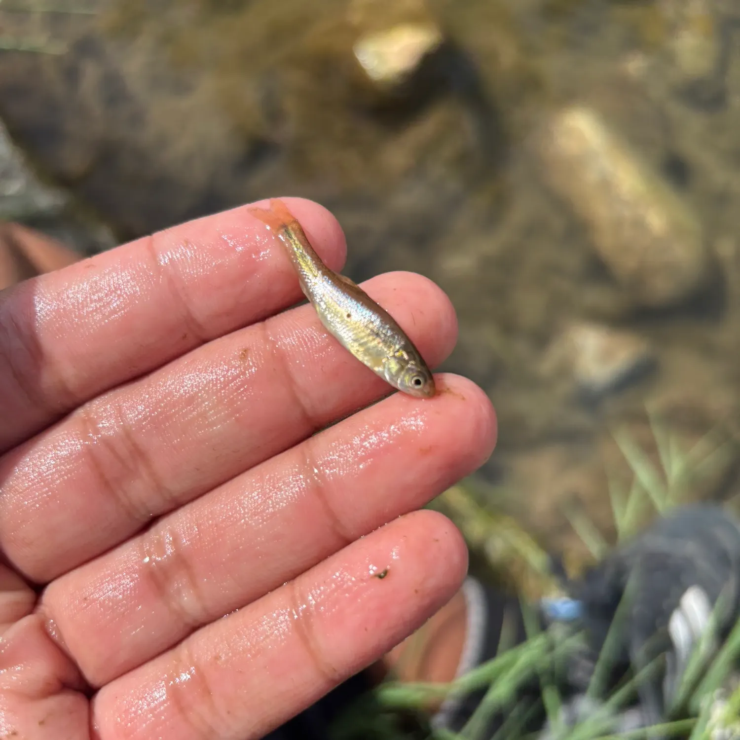 Creek chub caught on Fishbrain
