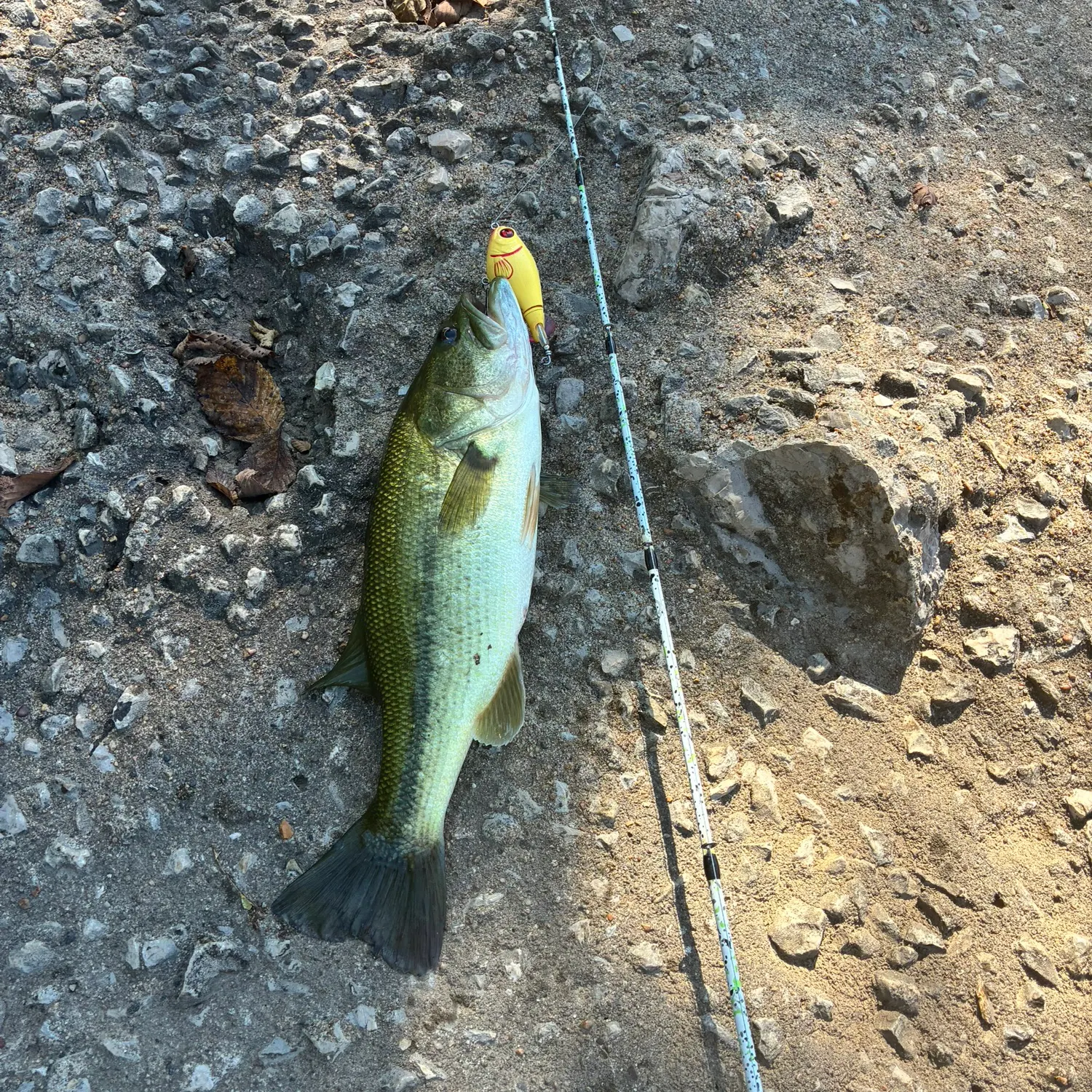 Largemouth bass caught on Fishbrain