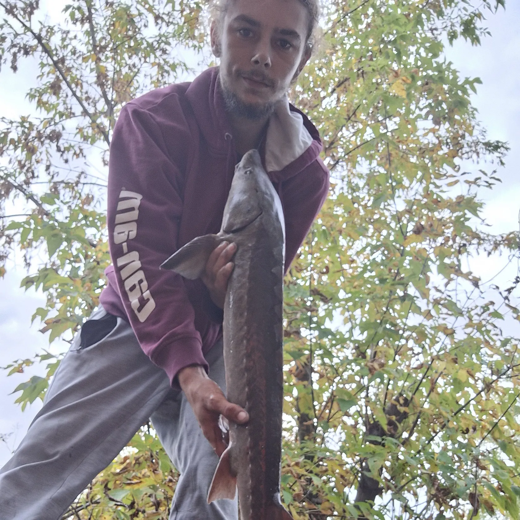Lake sturgeon caught on Fishbrain