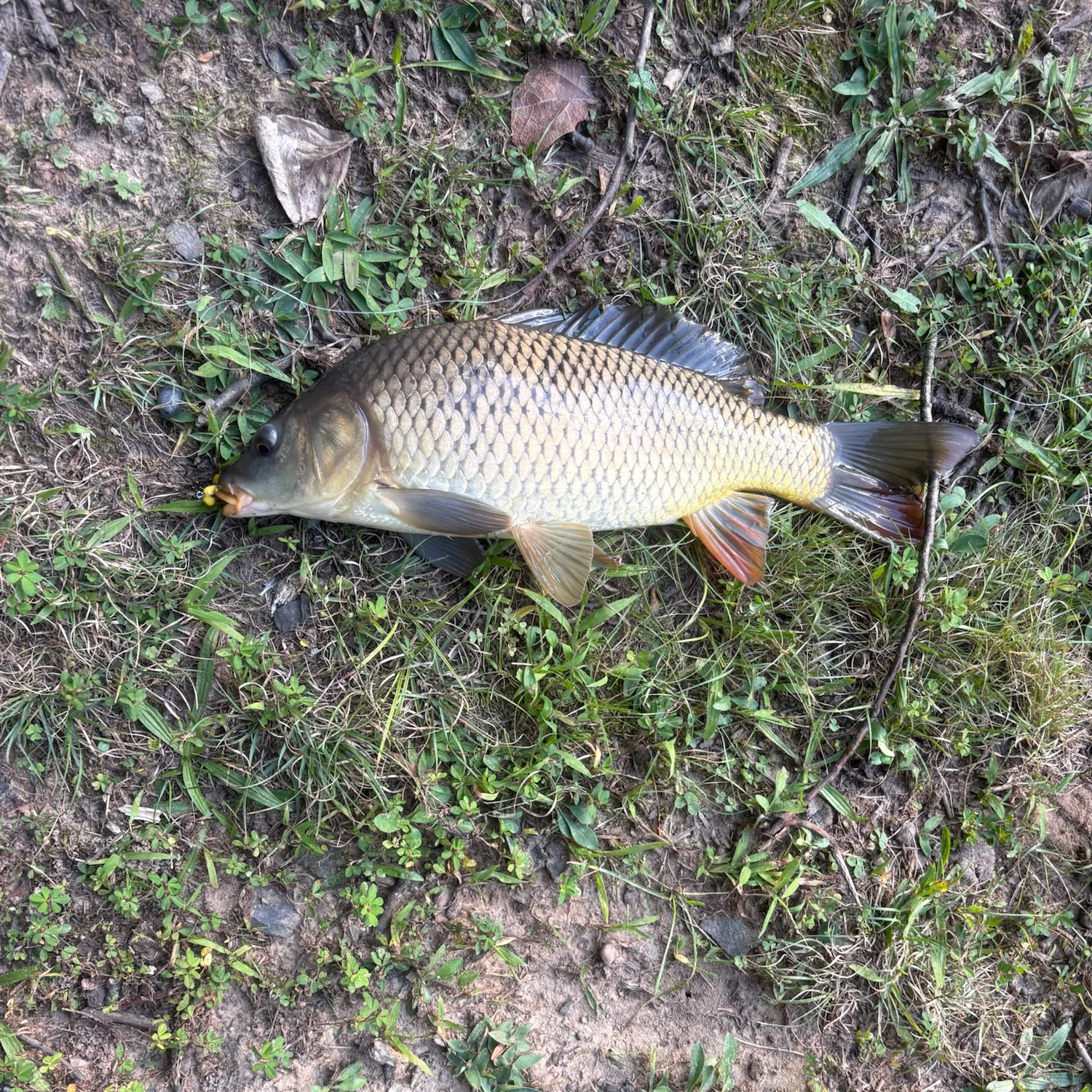 Common carp caught on Fishbrain