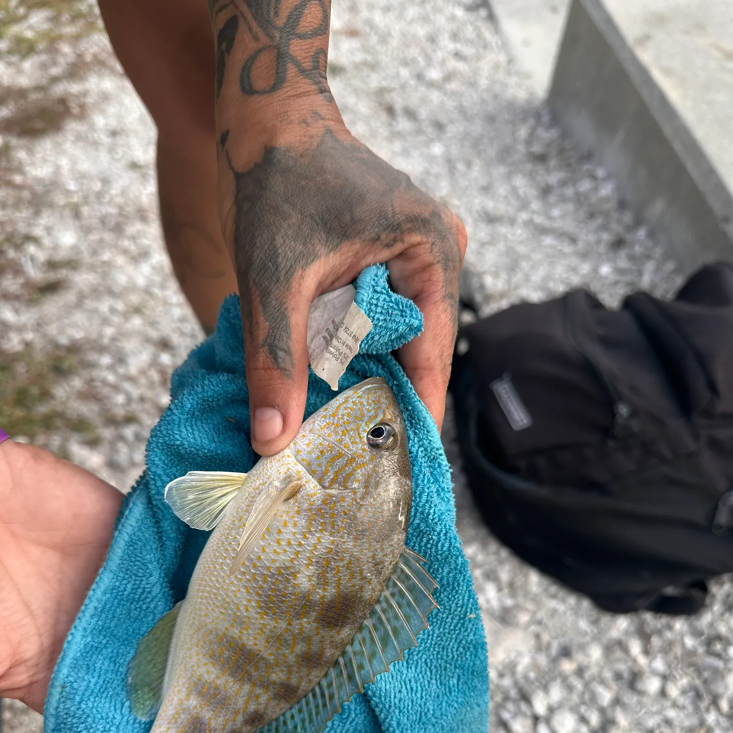 The most recent Pigfish catches on Fishbrain