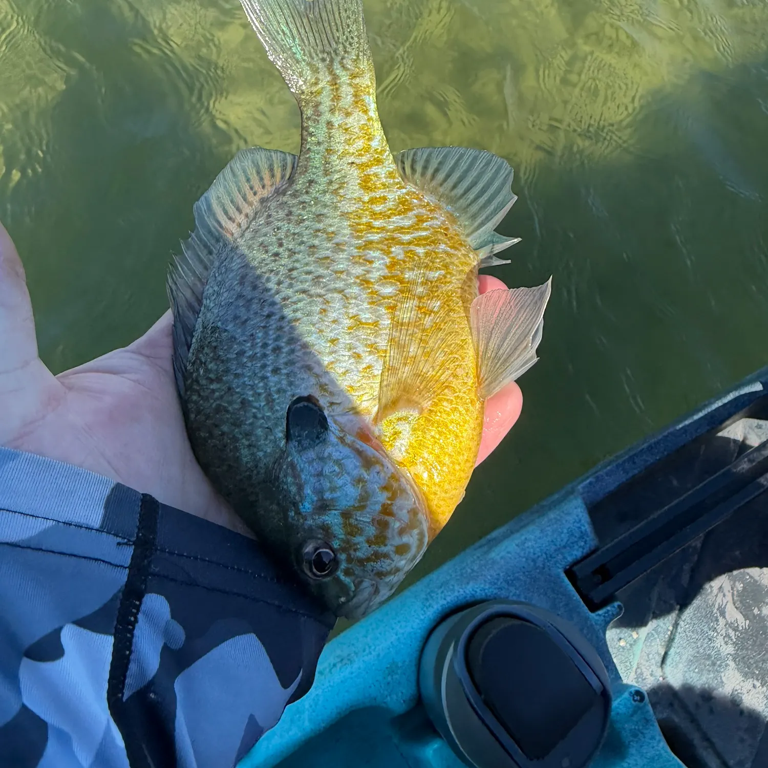 Pumpkinseed caught on Fishbrain