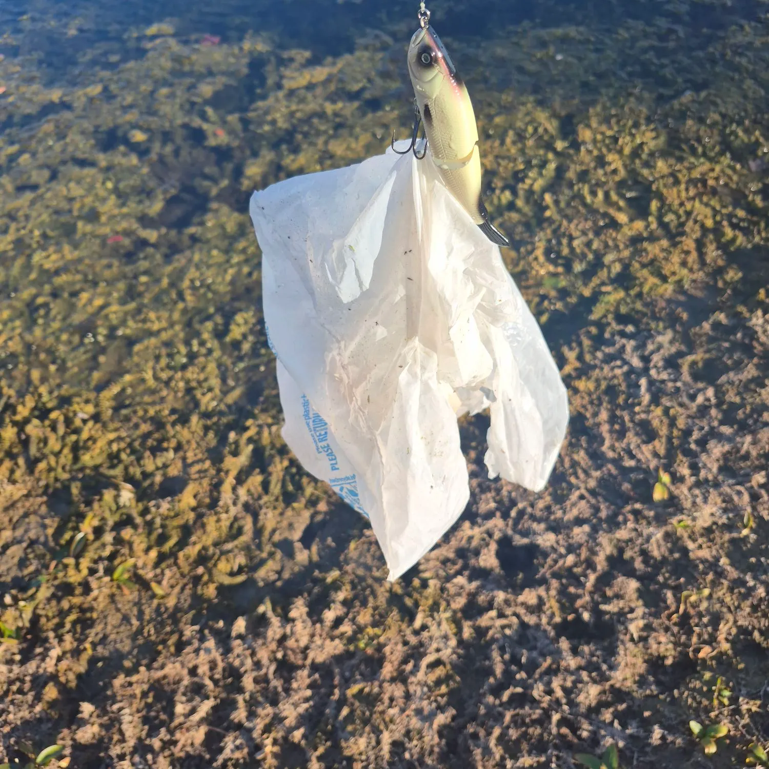 Fish caught on Fishbrain