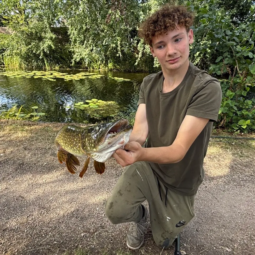 Northern pike caught on Fishbrain