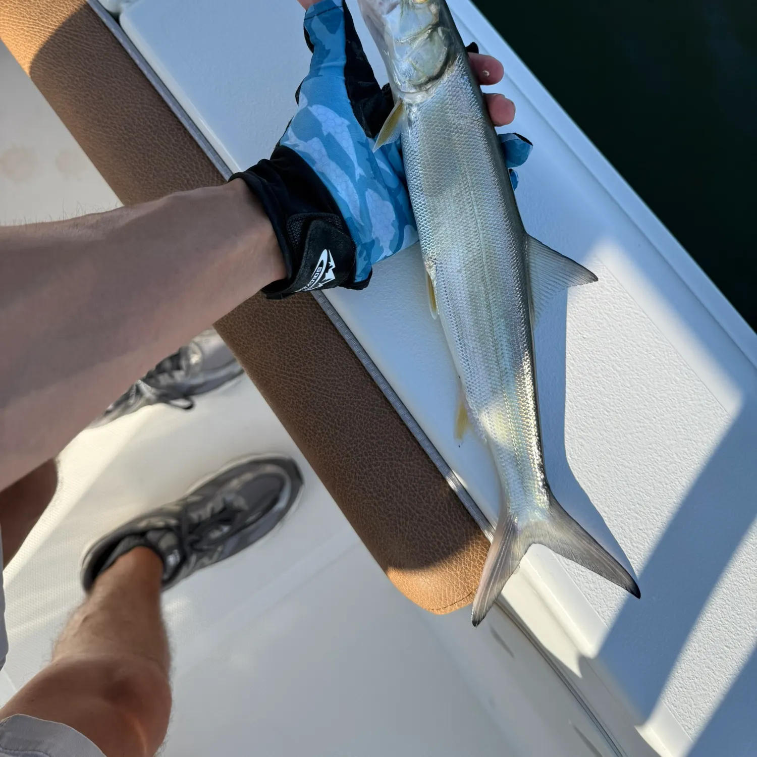 Ladyfish caught on Fishbrain