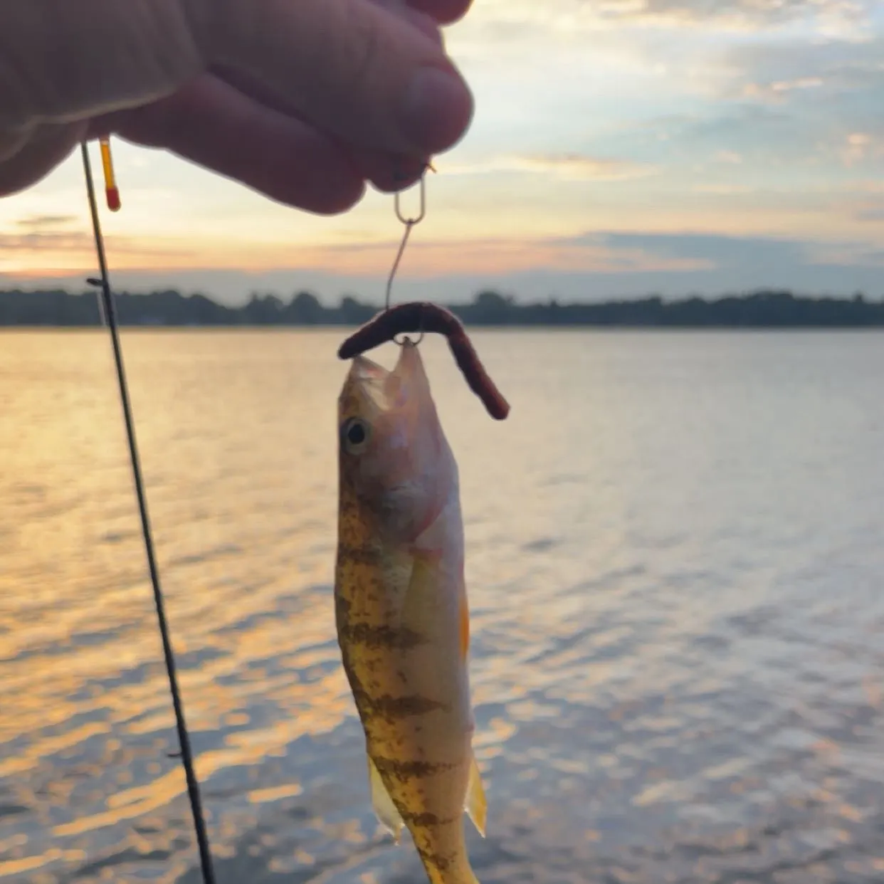 Yellow perch caught on Fishbrain