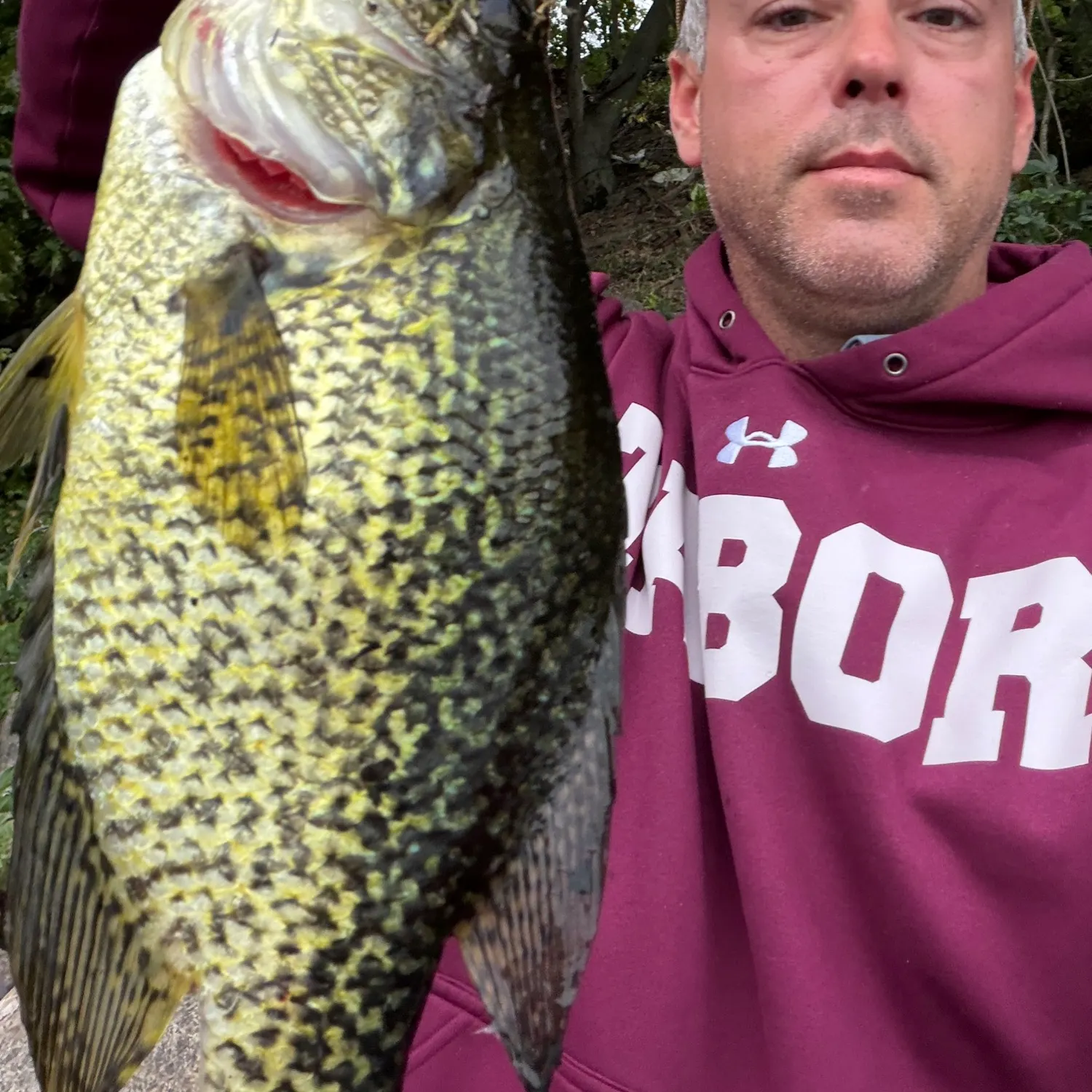 Black crappie caught on Fishbrain